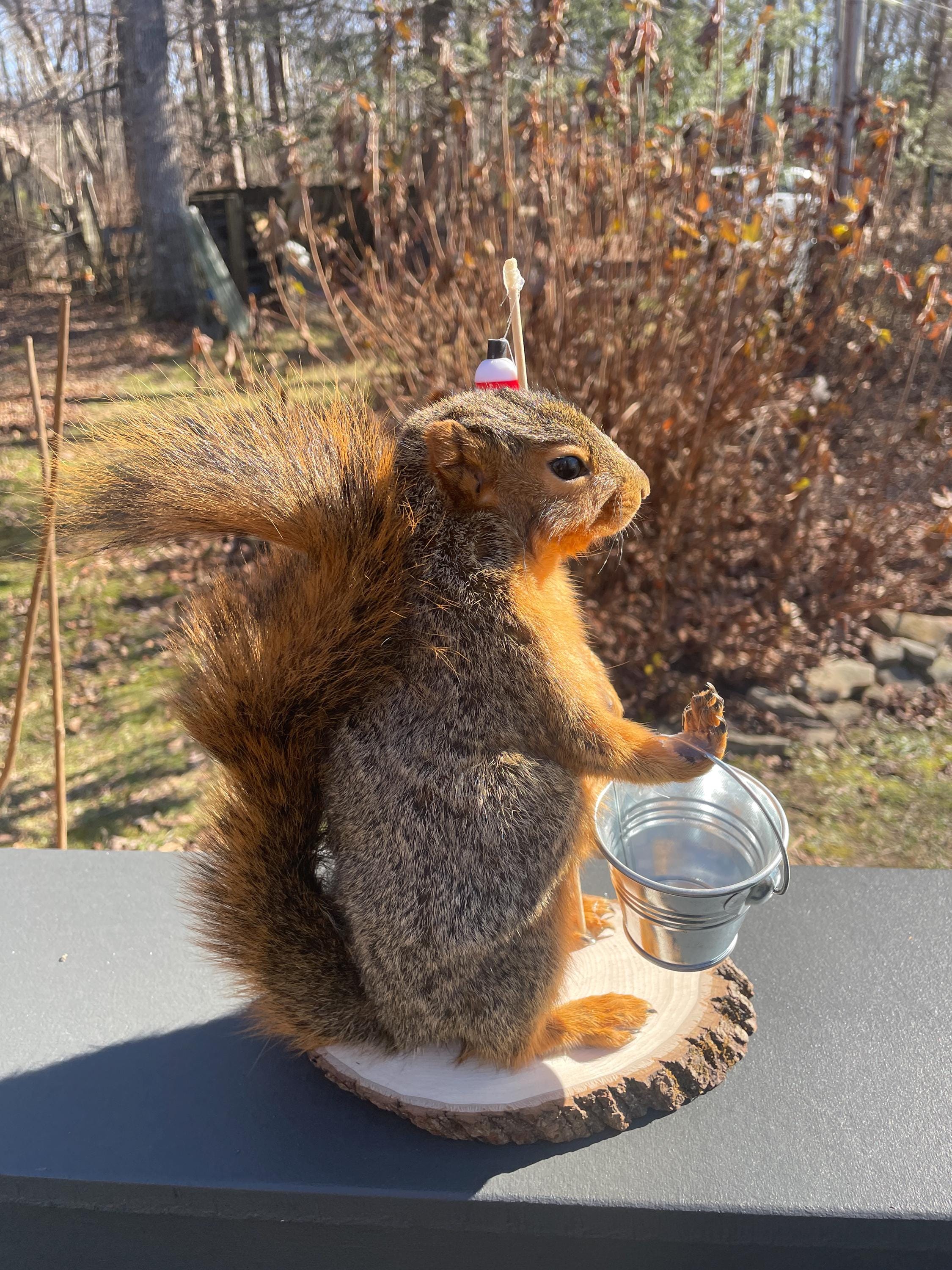 Taxidermy Very Nice 