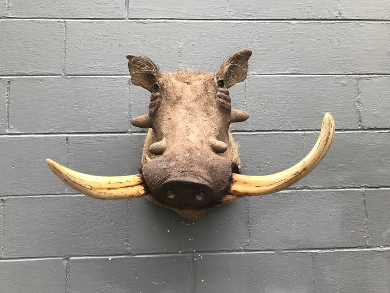 Shoulder Mount Big TusksAfrica Safari DecorHunting Lodge Huge Taxidermy African Wart Hog