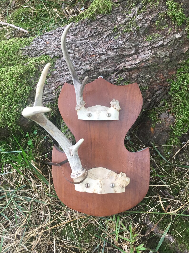 Taxidermy 2 Sets W T Deer 2 3 Point Antlers Racks 1966 Iowa Metal Game Tag Odocoileus Virginianus