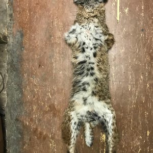 Very Nice, Bobcat Skin, Wet tanned for a Full life-size mount beautiful fur # GA.6540 = Lynx rufus = GEORGIA Cat