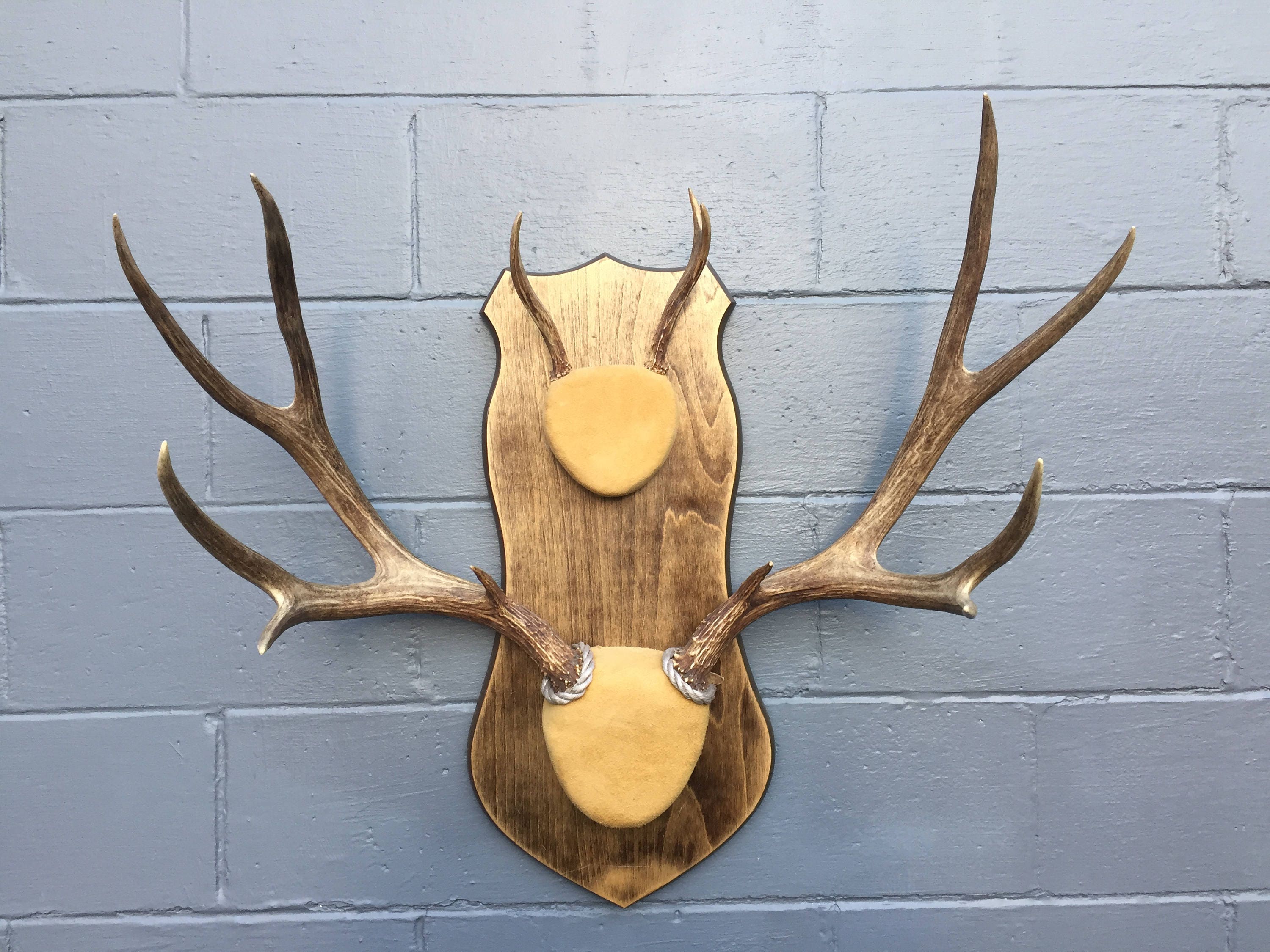 Taxidermy 30 5 X 5 Point Set 3 Point MULE DEER ANTLERS Log Cabin Lodge  Decor - Etsy