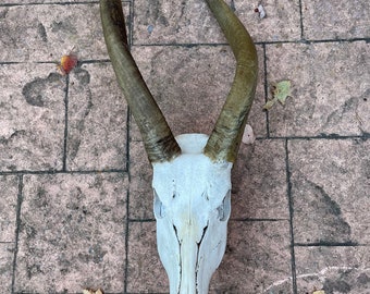 Extra Rare African *BONGO* Antelope Full Skull, with Big Horns, Africa Safari Hunting Taxidermy/SKULL COLLECTORS = (Tragelaphus eurycerus)