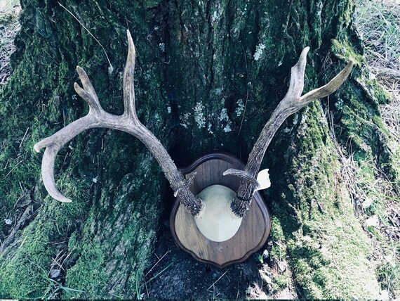 Nice 10 Point - 6 X 4 Set of Mexico Whitetail DEER ANTLERS, Log