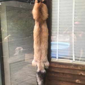 Beautiful Ranch RED FOX Lifesize Skin/fur/hide /Log Cabin Hunting Lodge Decor Large as a Coyote !!  = (Vulpes vulpes)