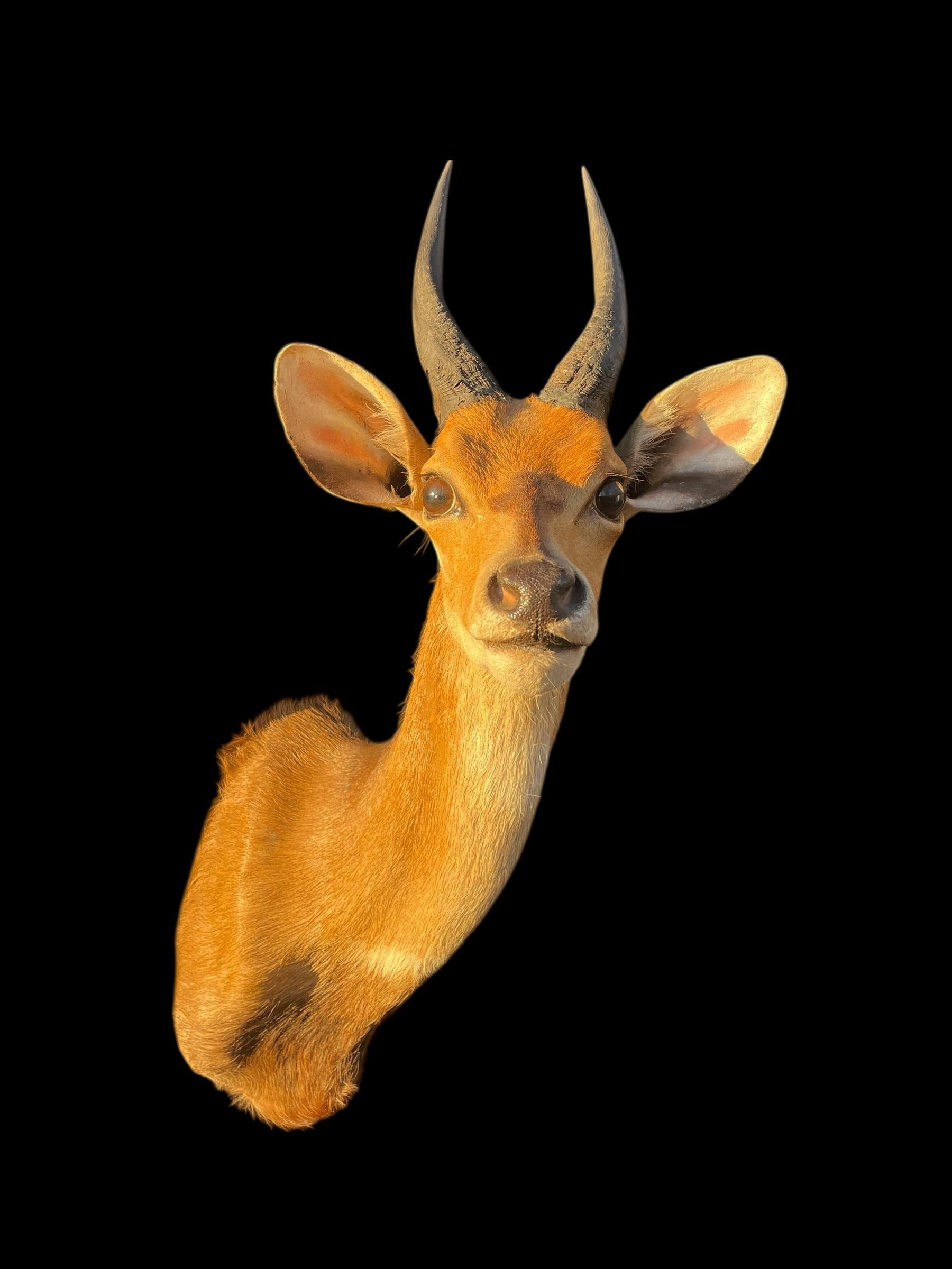African Trophy BUSHBUCK , Big Horns Africa Safari Hunting Decor