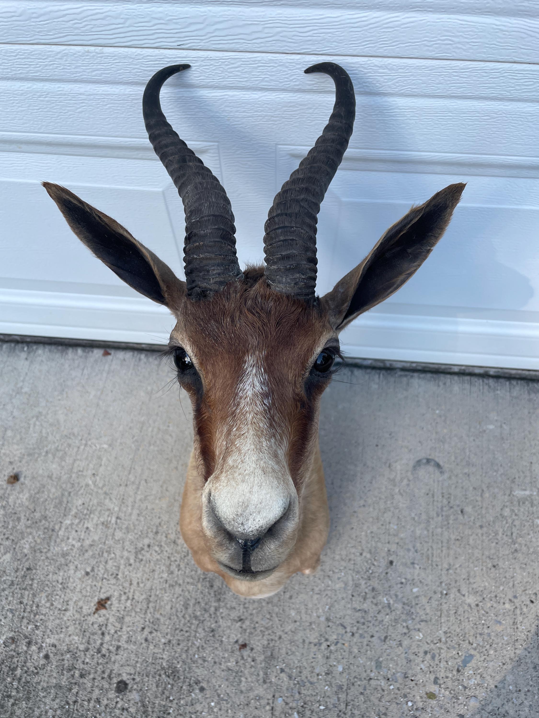 Rare, Trophy African Copper Color Springbok Shoulder Mount**africa ...