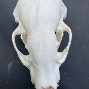 NICE South Dakota BADGER full skull, ALL Teeth, Taxidermy Log Cabin Hunting Lodge Decor Tattoo, Oddities ,  Science =  (Taxidea taxus) # 2