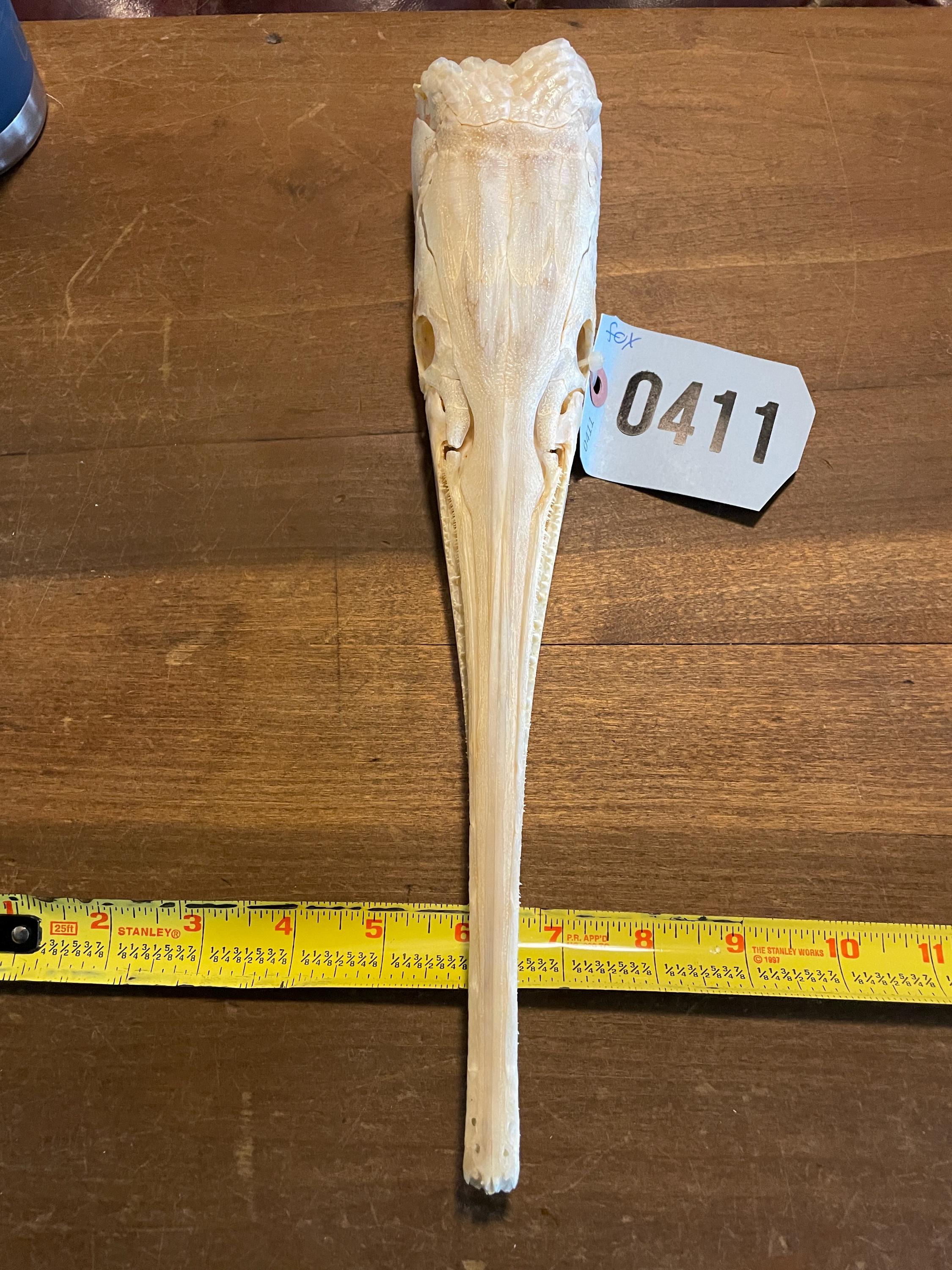 LONGNOSE GAR FISH Skull/teeth Natural Bones/science Weird