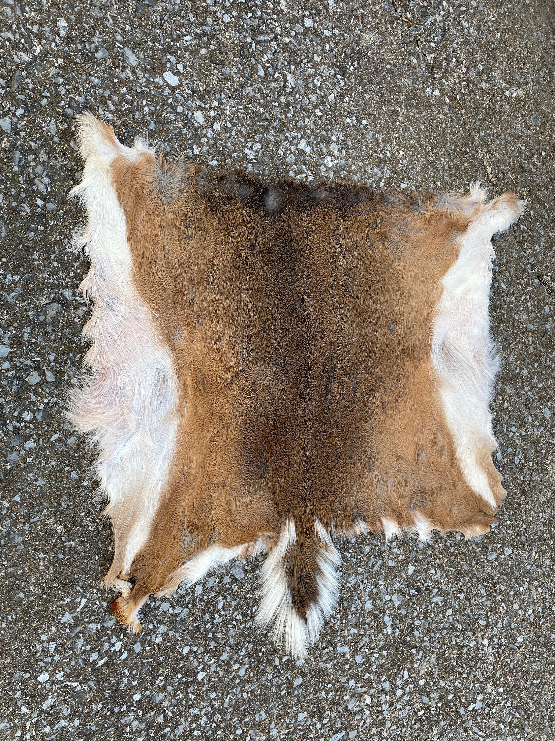 Whitetail Deer Hide