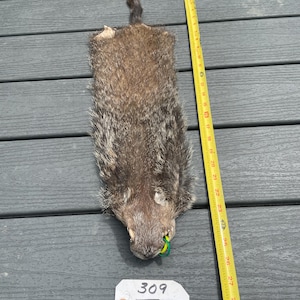 May include: A brown, fur-covered animal pelt with a small tail, positioned next to a yellow measuring tape showing a length of approximately 25 inches. A white tag with the number 309 is placed below the pelt, which has a small green ring in its mouth.