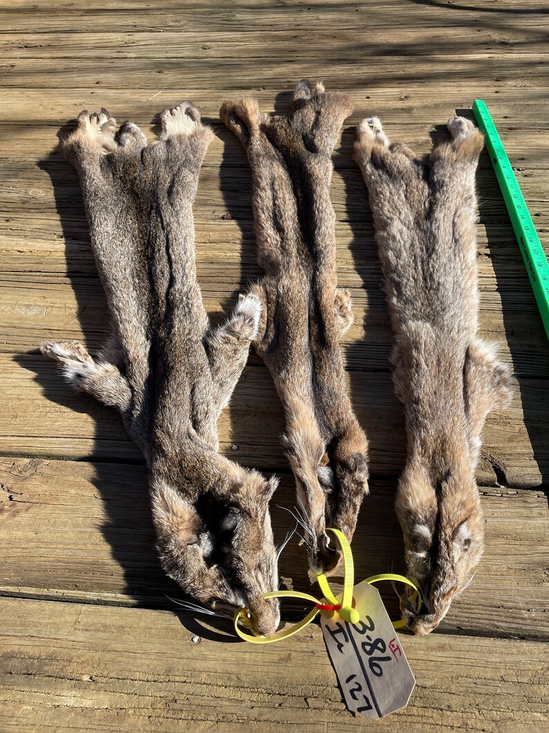 One 1 Tanned BOBCAT Hide/fur/skin/pelt Log Cabin Hunting Etsy