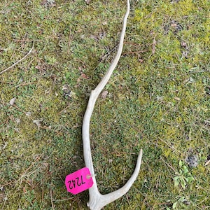 May include: A white antler with a pink tag that says "# 7342  120"