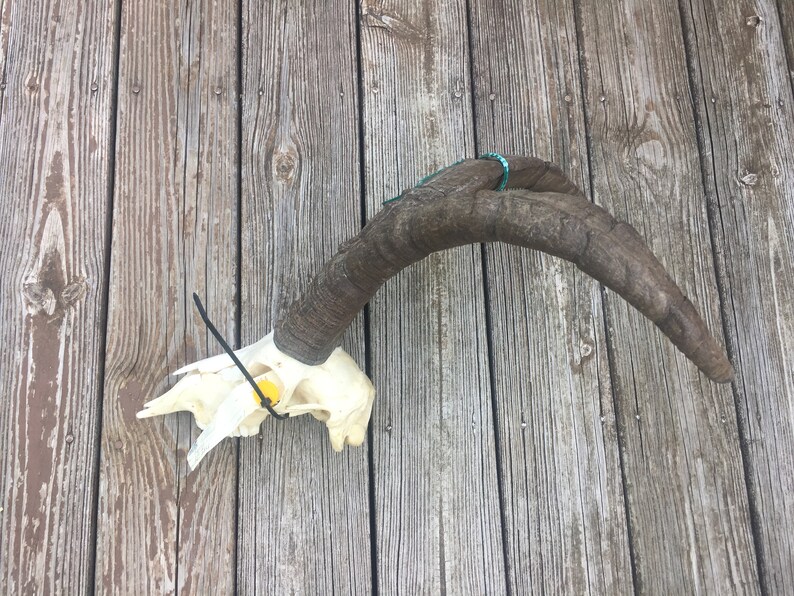 RARE* Gredos Ibex Full Skull European Taxidermy Log Cabin Hunting Lodge Decor