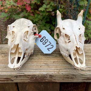 May include: Two white animal skulls with a blue tag that says "6972" on a wooden surface.