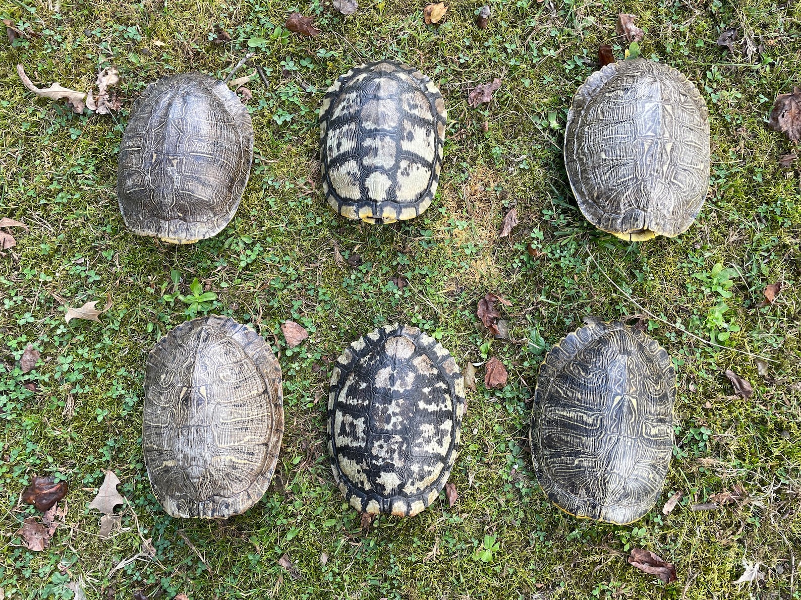 ONE {1} Awesome Taxidermy Large Red Eared Slider Turtle Shell Log Cabin ...