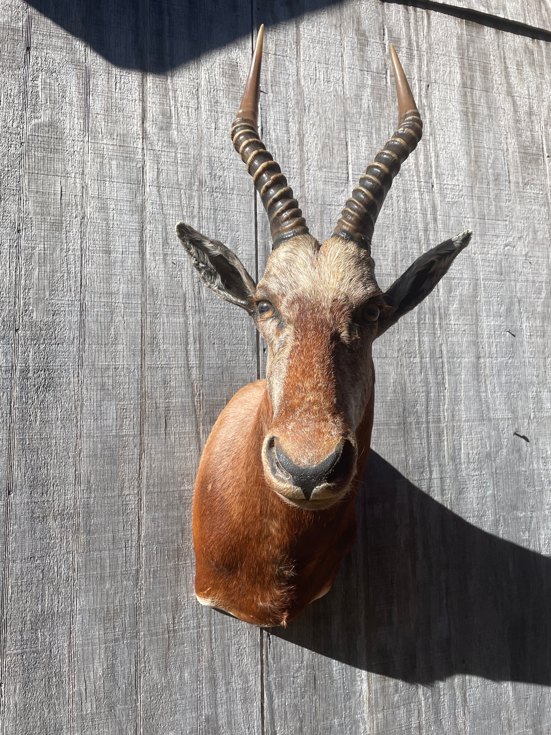 Awesome RARE COLOR, Blesbok Shoulder Mount Big Unusal Color HORNS