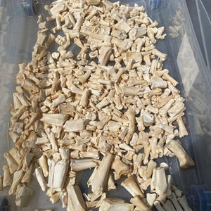 May include: A clear plastic bin filled with numerous off-white animal bones. The bones vary in size and shape, with some appearing to be joint fragments. The bin is sitting outside in the sunlight.