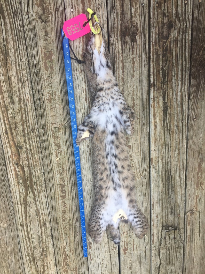 TAXIDERMY 1 Large Tanned BOBCAT FUR/Hide/Skin/Pelt Log Cabin Etsy