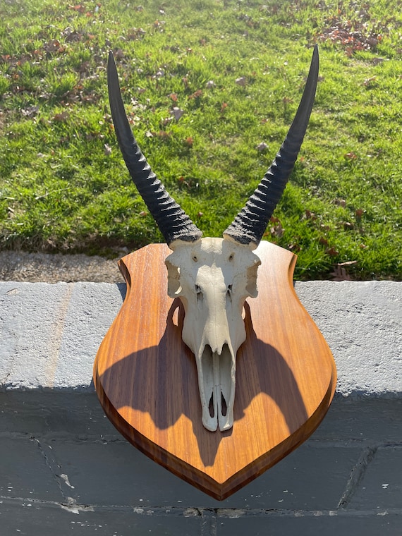 SOUTHERN REEDBUCK Skull & Trophy Horns on Wood Panel, African
