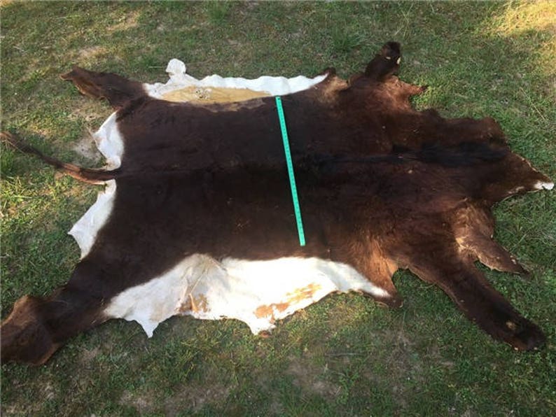 African Sable Antelope Hide/skin/rug/africa Safari Hunting Etsy