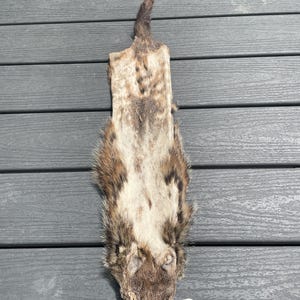 May include: A flat, elongated animal pelt featuring a mix of brown, tan, and cream-colored fur. The hide has a tapered tail at the top and a rounded head at the bottom, with a small white tag attached by a yellow ring labeled MFS 17.