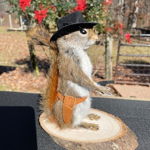 Taxidermy Beautiful New COWBOY, or Sheriff Pine Squirrel mount # 1  = Log Cabin Hunting Decor   =  Tamiasciurus hudsonicus- Norway/Haaland