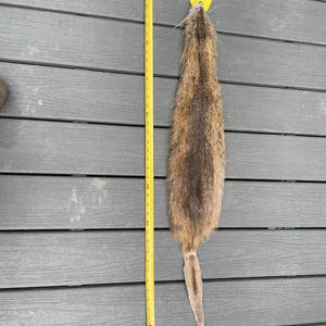 May include: A brown and tan animal pelt with a long, thin, hairless tail, positioned next to a yellow measuring tape that indicates a length of approximately 24 inches from the top of the pelt to the tip of the tail.