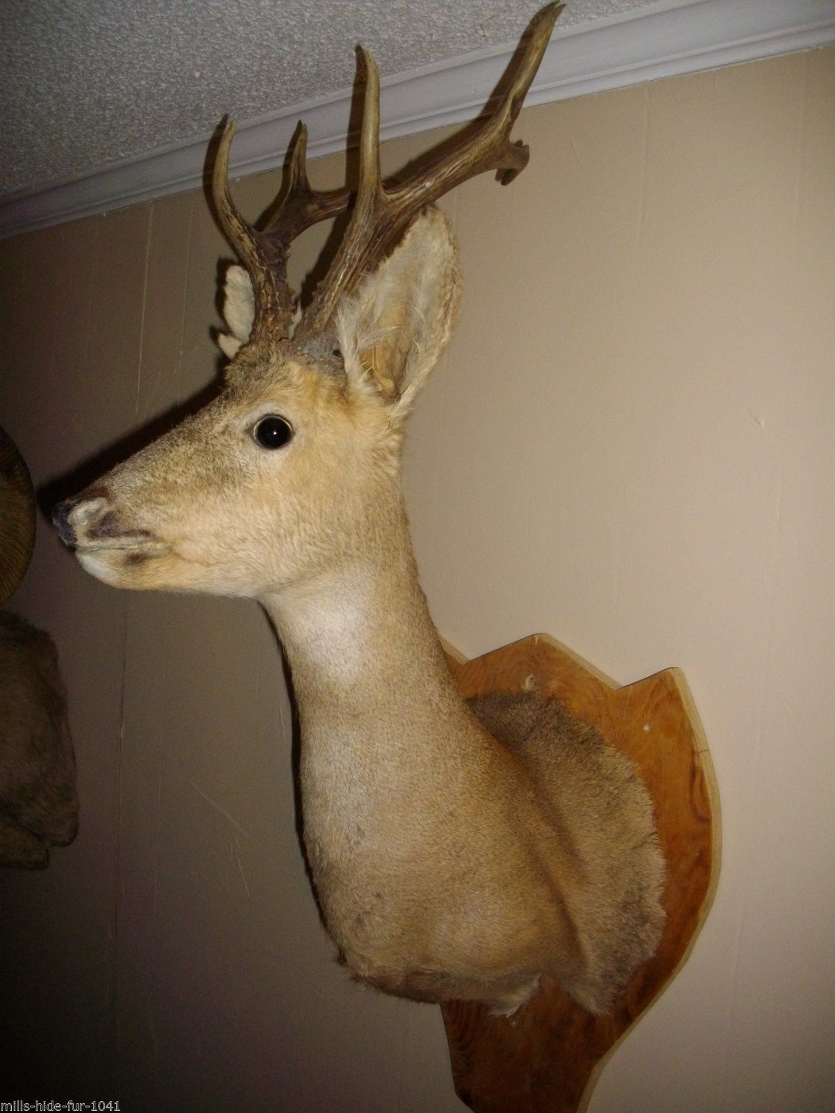 TAXIDERMY Eastern or Siberian Roe Deer Huge Antlers European | Etsy