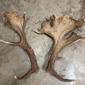 May include: Two large, naturally shed antlers, likely from a moose or elk, lie side-by-side. The antlers are a mix of brown and tan, with a textured surface and multiple points. The overall shape is curved and branching, showcasing the natural beauty of the animal's shed antlers.