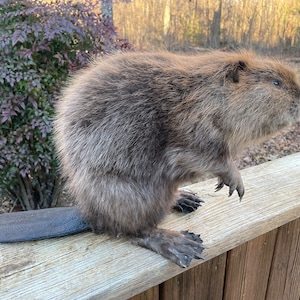 1 - Beautiful New Lifesize-standing Beaver Mount Free-Standing  FURS/SKINS/HIDES/Hunting Taxidermy  =    (Castor canadensis)