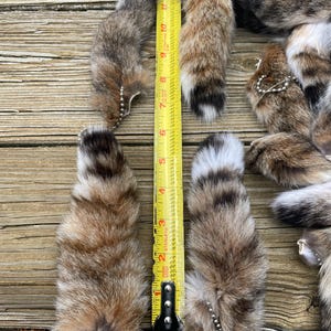 One { 1 } Large Tanned BOBCAT TAIL, with key chain Log Cabin Hunting Lodge Decor = Lynx rufus  = Not Endangered