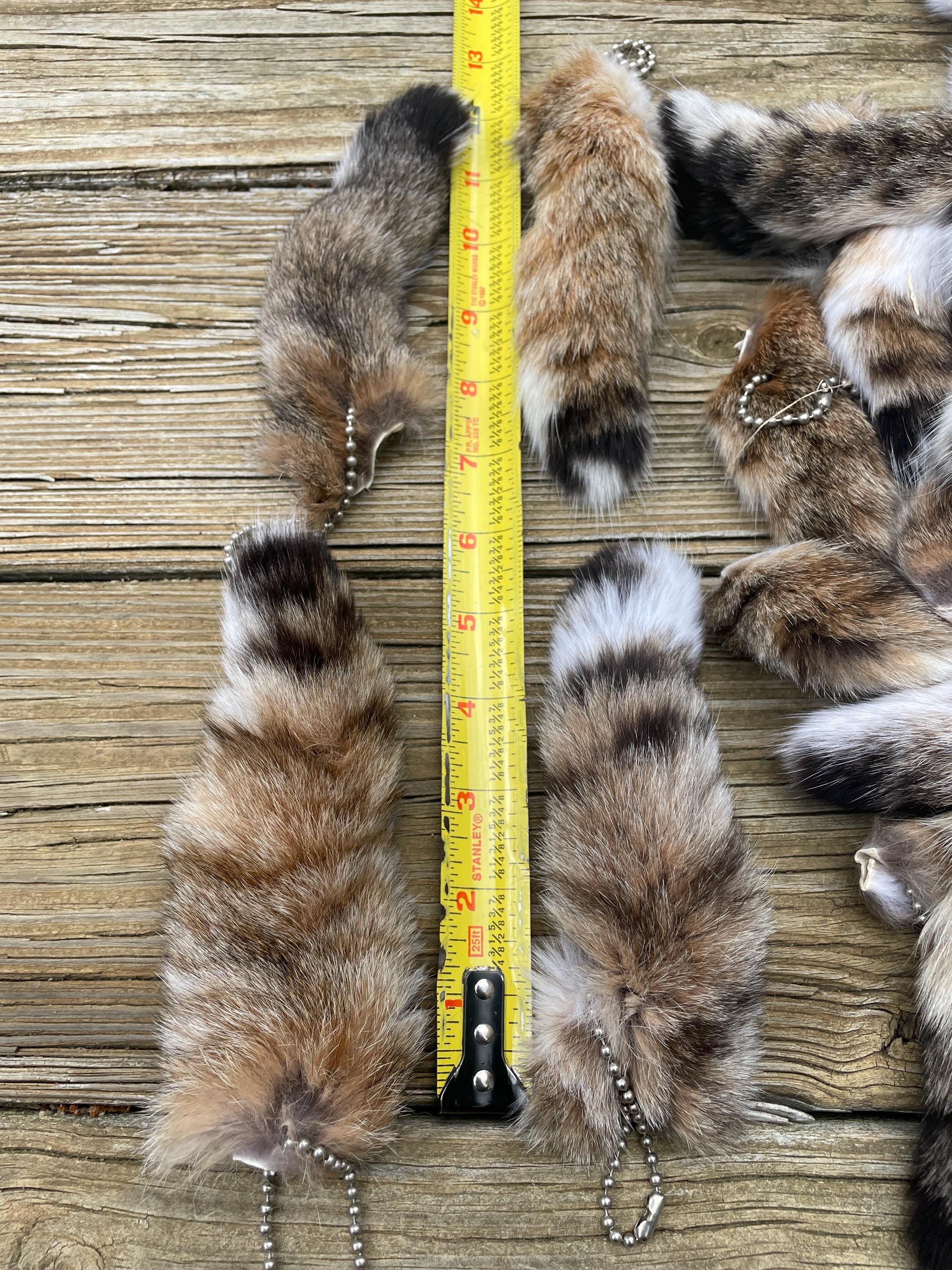 One { 1 } Large Tanned BOBCAT TAIL, With Key Chain Log Cabin