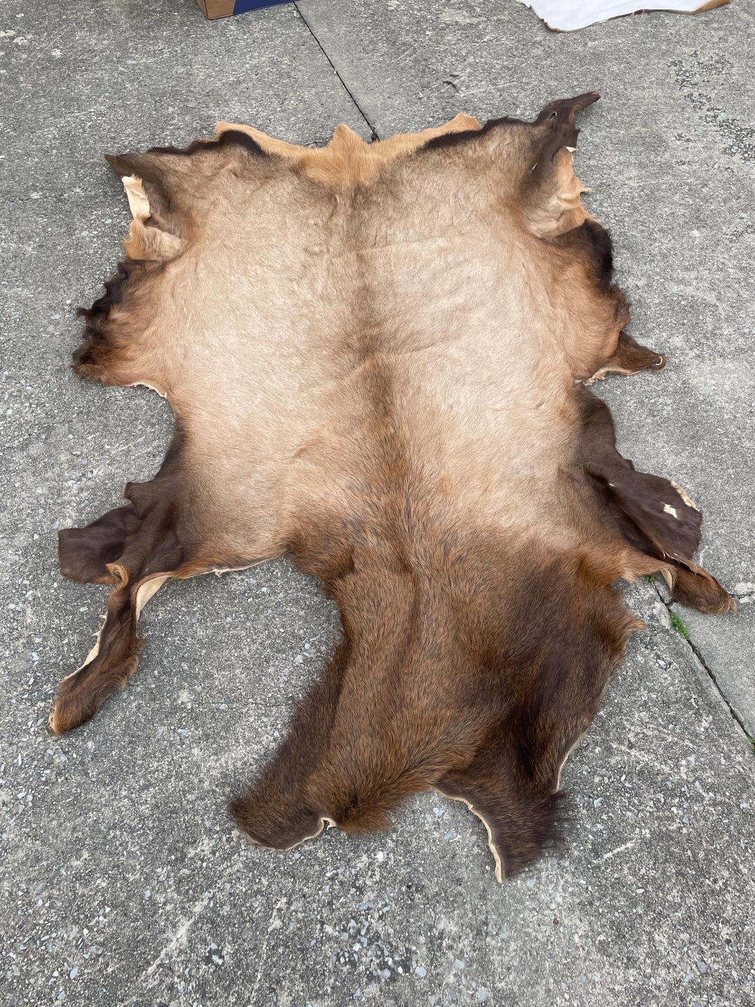 Huge, Very Nice Dry Tanned ELK Full Hide /skin/robe /no Antlers ...
