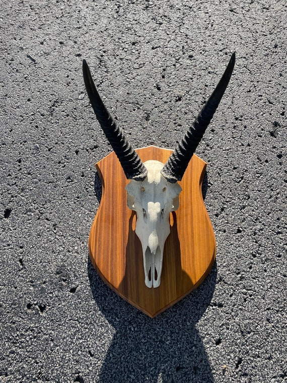 SOUTHERN REEDBUCK Skull & Trophy Horns on Wood Panel, African