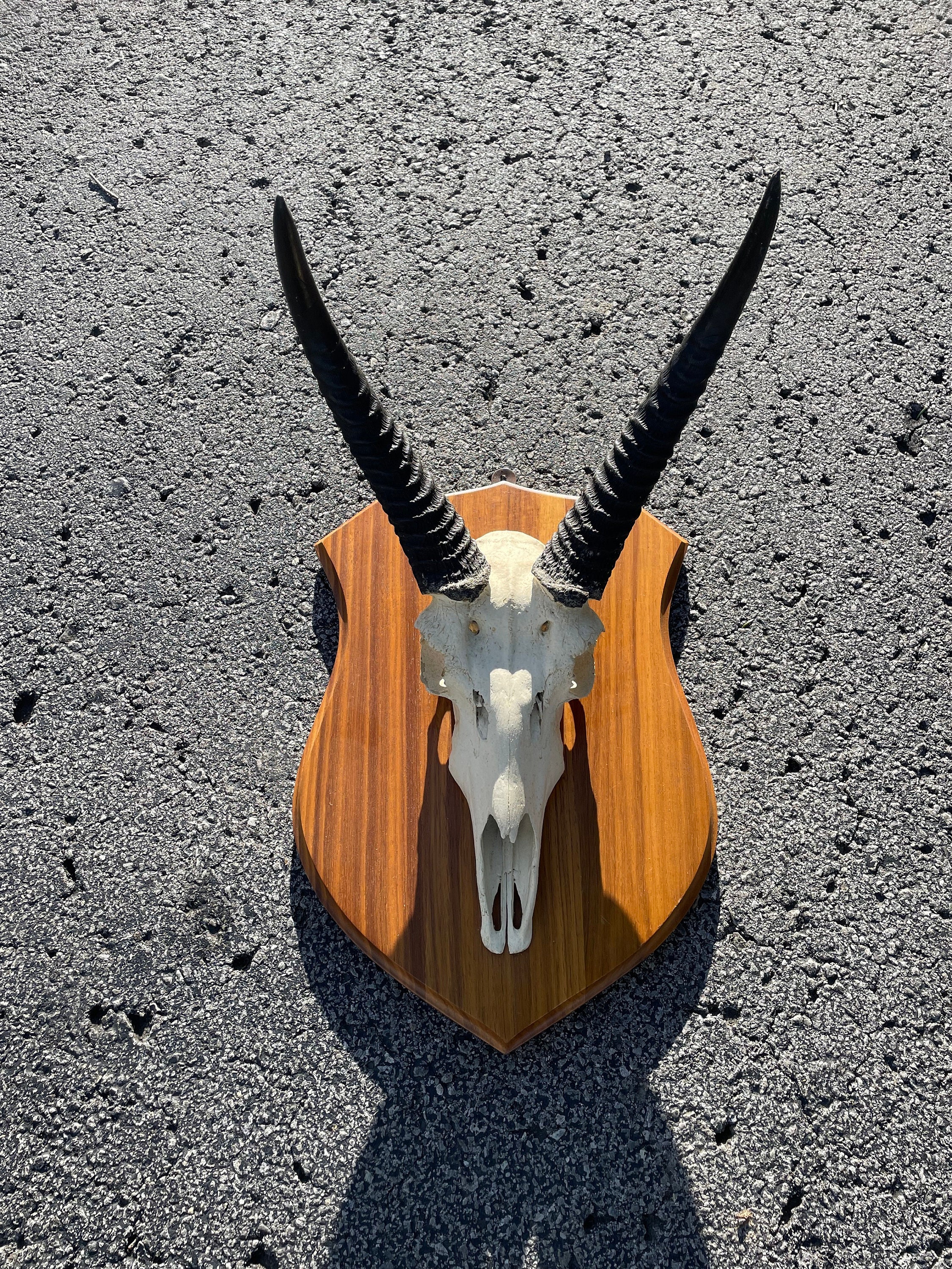 SOUTHERN REEDBUCK Skull & Trophy Horns on Wood Panel, African