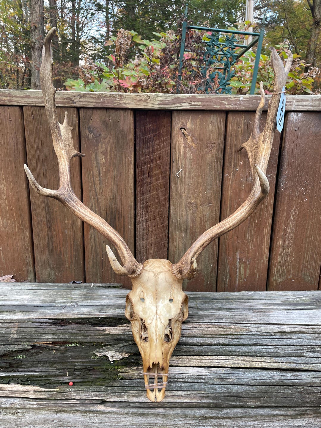 Taxidermy Large 16 Point FALLOW DEER Full SKULL Antlers Log Cabin Lodge ...