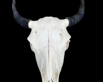TAXIDERMY Buffalo/Bison/Skull/Young Bull or Cow /logCabin/SouthWest/Hunting/Lodge  = bison bison