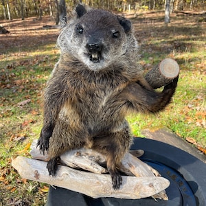 May include: A taxidermied groundhog holding a small branch, sitting on a piece of driftwood. The groundhog is brown and gray with a white belly. It is sitting on a black tire.