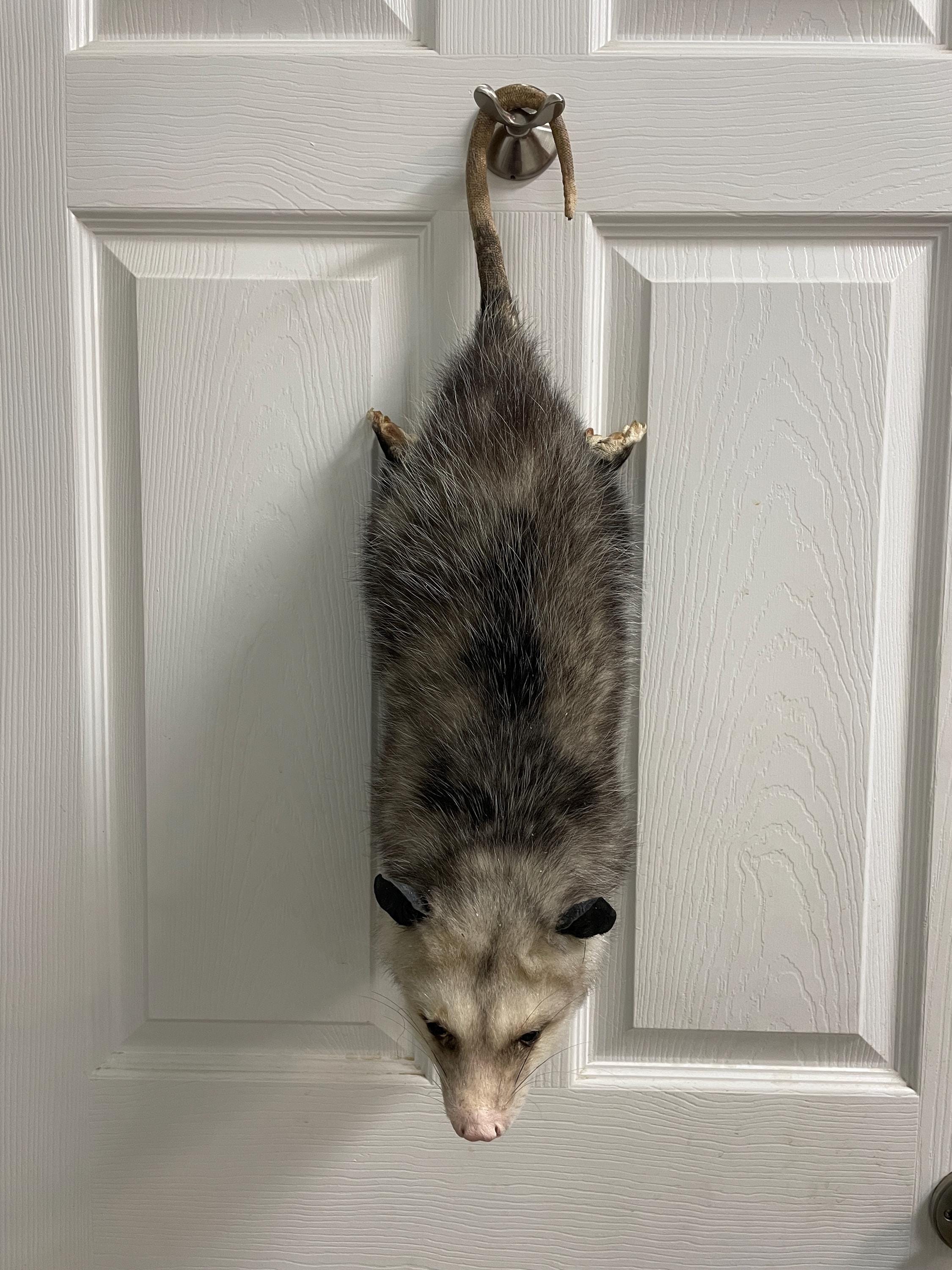 One ( 1 ) Nice New American O'Possum Lifesize Mount Taxidermy Log Cabin Hunting Lodge Decor  =  (Didelphis virginiana)  Hanging by its tail