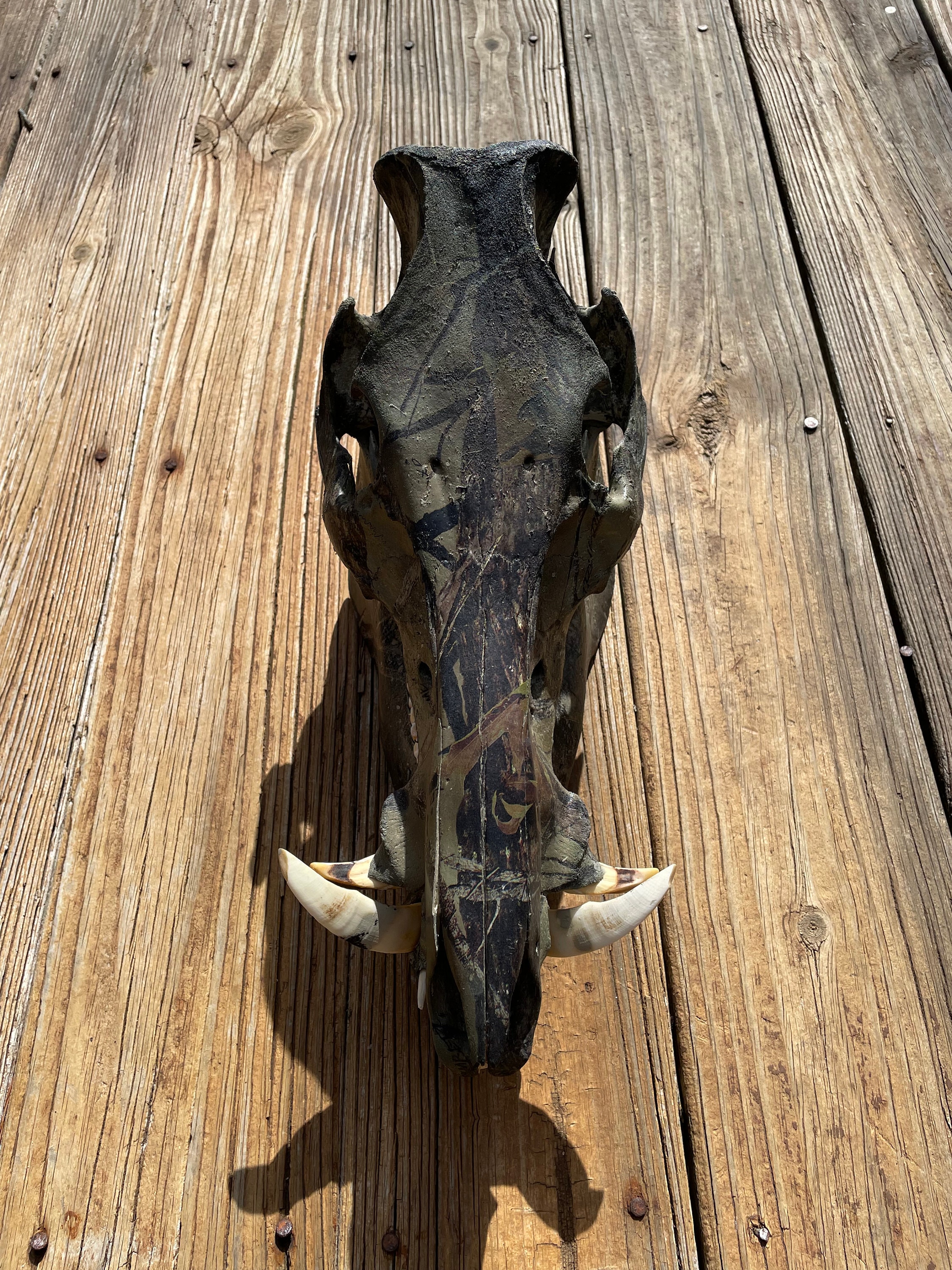 Wild Boar Skull Mount