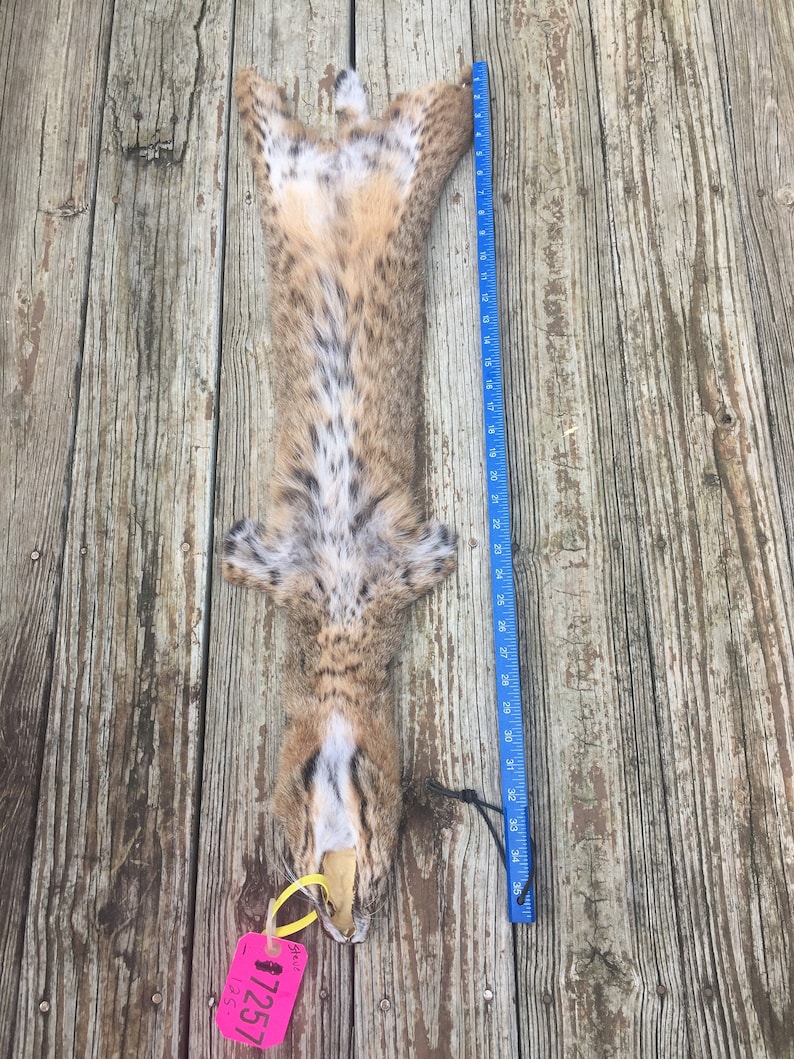 TAXIDERMY 1 Large Tanned BOBCAT FUR/Hide/Skin/Pelt Log Cabin Etsy
