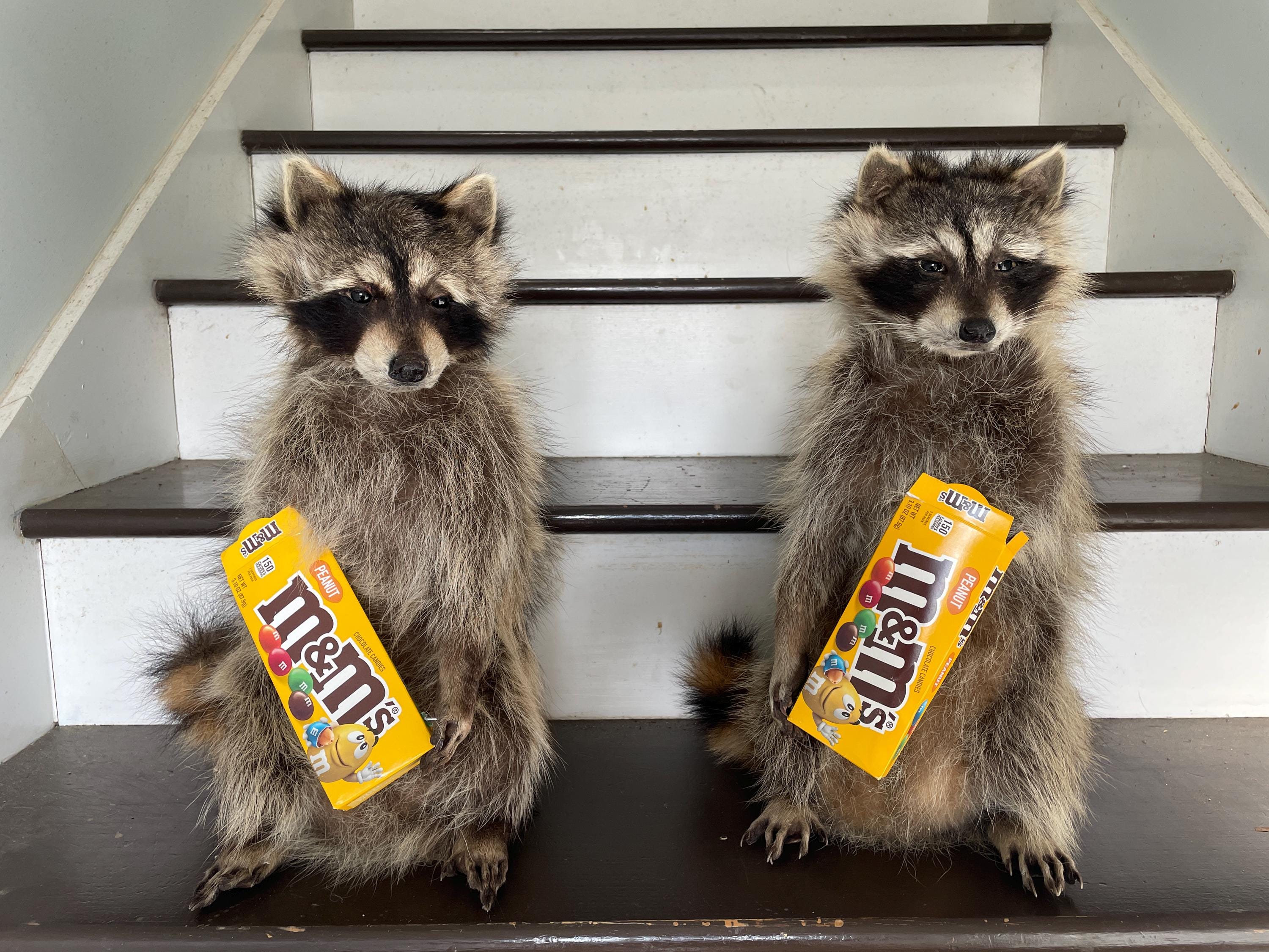 Taxidermy ONE ( 1 ) Nice Lifesize M & M Candy Raiding RACCOON, Log