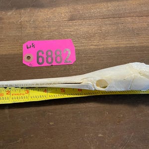 May include: A white alligator gar skull measuring approximately 6 inches long. The skull is on a wooden surface with a pink tag that reads "WK 6882".