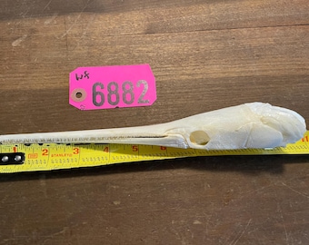 NEEDLENOSE GAR FISH Skull/Teeth Natural Bones/Science Weird Education Tattoo Art = Scientific name: (Xenentodon cancila)