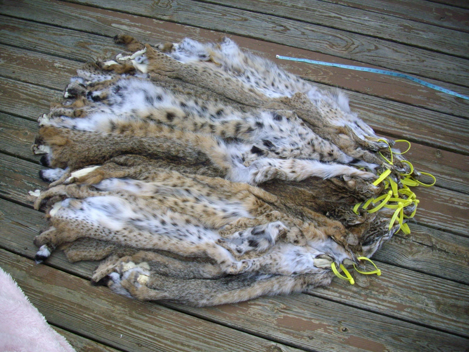 One 1 Tanned BOBCAT Hide/fur/skin/pelt Log Cabin Hunting Etsy
