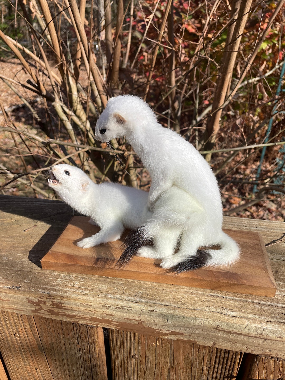 Taxidermy, a Pair, of X - X Mating Stoat or Long-tailed Weasels