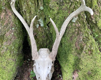 Taxidermy Beautiful Odd deformed set of 6 point Wild White-tailed DEER ANTLERS Log Cabin Hunting Lodge Decor # 7 = Odocoileus virginianus
