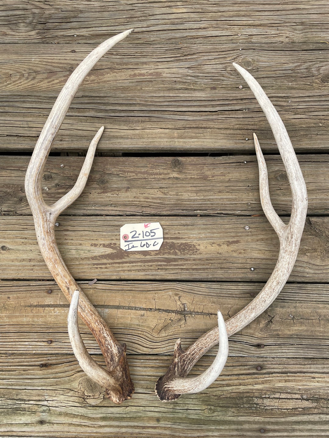 Taxidermy Huge Set, of Typical AXIS DEER Shed ANTLERS Log Cabin Hunting