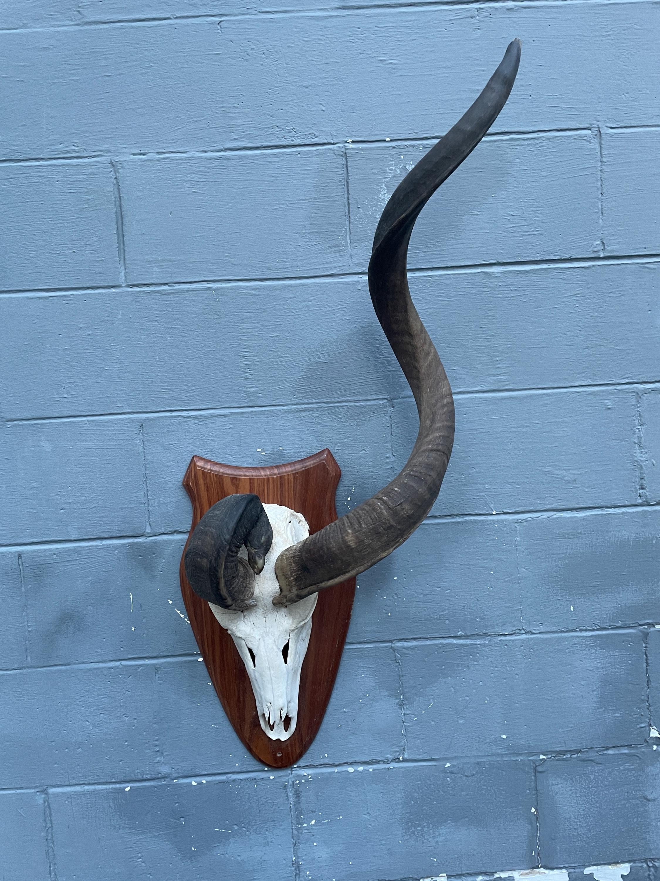 African Kudu Horn - Etsy