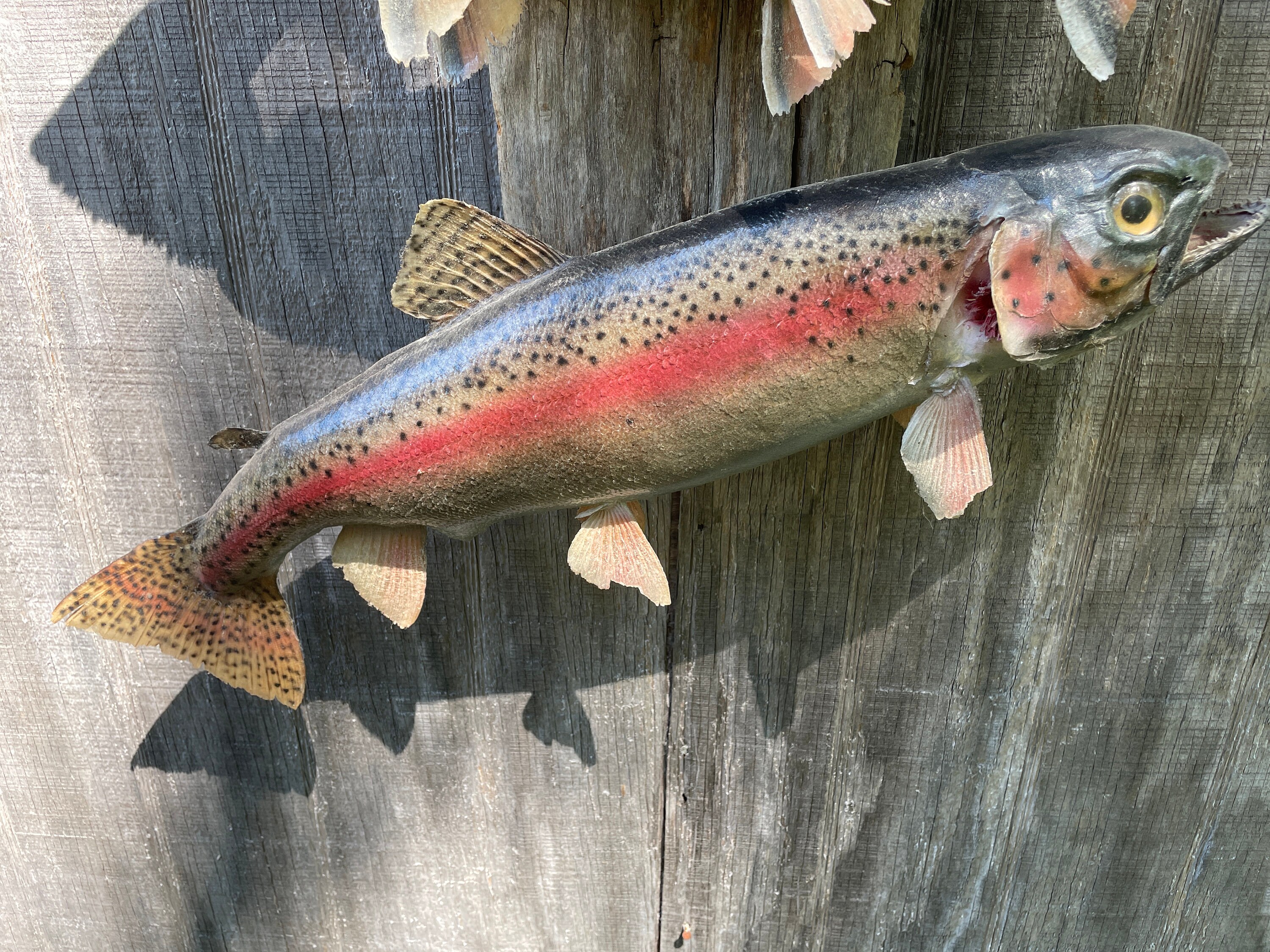 Three, Beautiful REAL SKIN Rainbow, & Brook Trout Taxidermy Mount